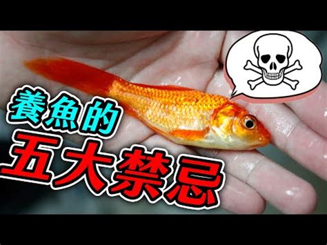 養魚|新手養魚知識